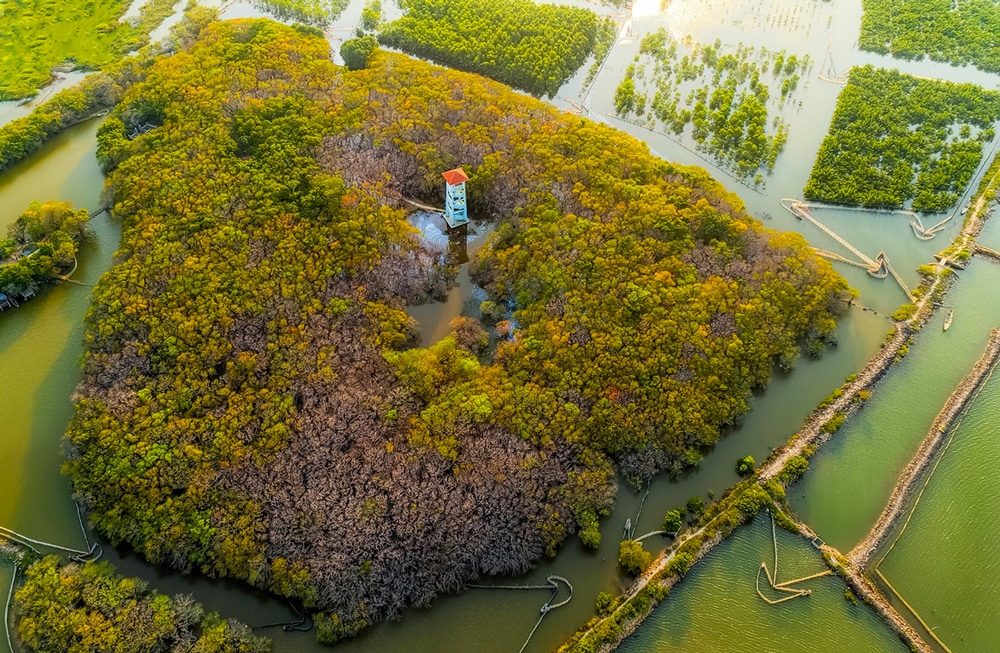 mangrove hue vietnam
