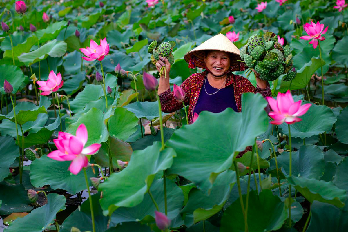 Tra Ly Lotus Fields in Hoi An | My Review After Visiting