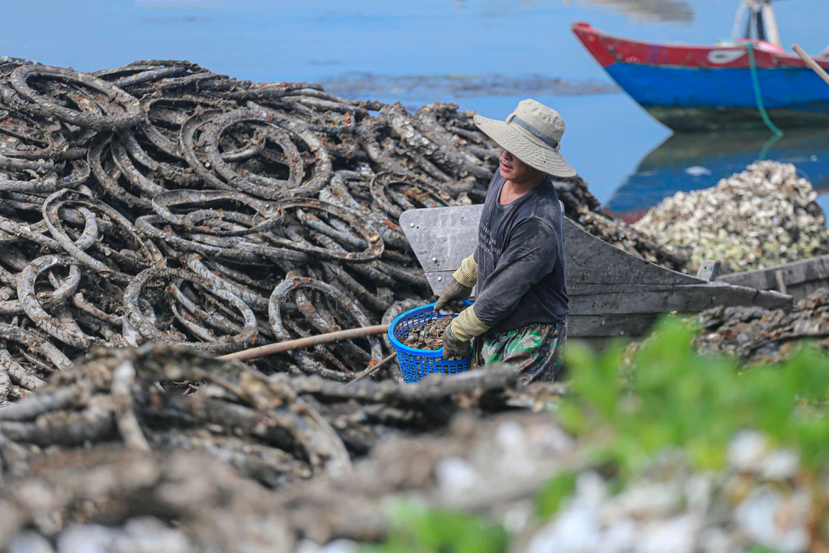 cultivateurs huitres lagon lap an hue