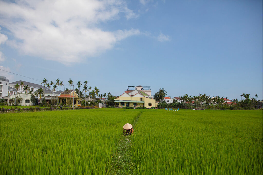 rizieres cam thanh hoi an