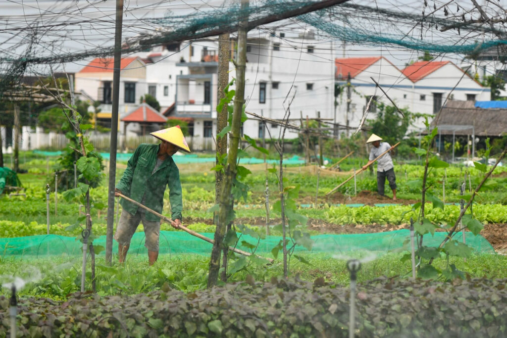village de tra que hoi an 11